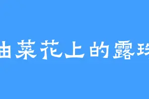 油菜花上的露珠