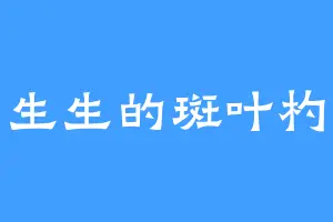 白生生的斑叶杓兰