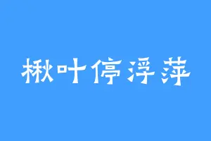 楸叶停浮萍